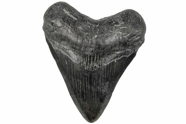 3.61" Fossil Megalodon Tooth - South Carolina
